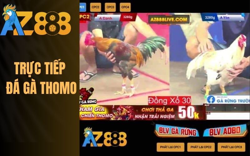 Xem đá gà trực tiếp thomo hàng ngày