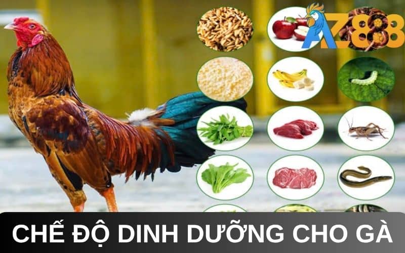 Chế độ dinh dưỡng đầy đủ giúp nuôi gà đá bo lớn phát triển tốt Chế độ dinh dưỡng đầy đủ giúp nuôi gà đá bo lớn phát triển tốt